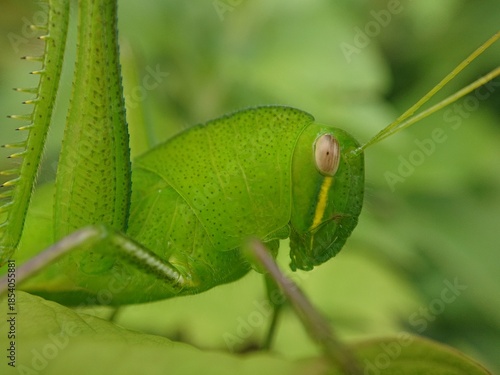 Konstfotografi Anacridium aegyptium, the Egyptian grasshopper or Egyptian locust