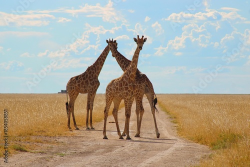 Photography Herd of giraffes wandering through the open wilderness in Etosha Nationalpark in
