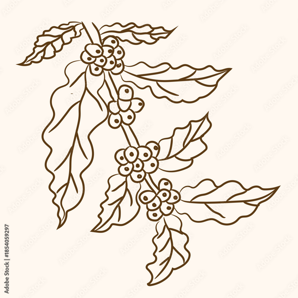 Fototapeta premium Clean coffee tree line art botanical illustration with leaves and coffee beans. Ideal for coffee branding, packaging, labels, cafe logos, posters, and organic product designs.
