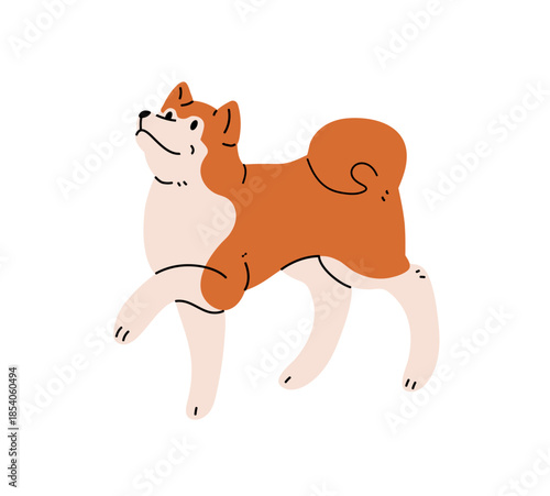 Cute Akita or Shiba Inu gives a paw, follows a command. Obedient dog is on agility training. Happy puppy walks. Fluffy pet plays outdoors. Flat isolated vector illustration on white background.