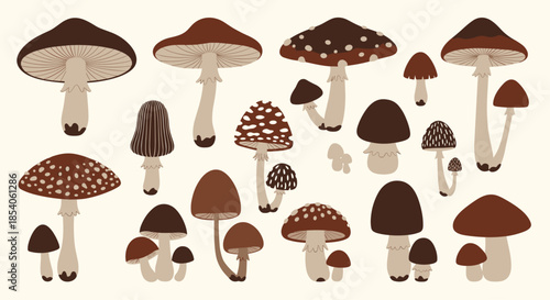 Large collection of diverse mushroom illustrations in different shapes and shades of brown and tan on a cream background.