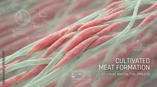 Microscopic view of cultivated meat muscle fibers forming. Pink and red muscle cells aligning on a plant-based scaffold structure.