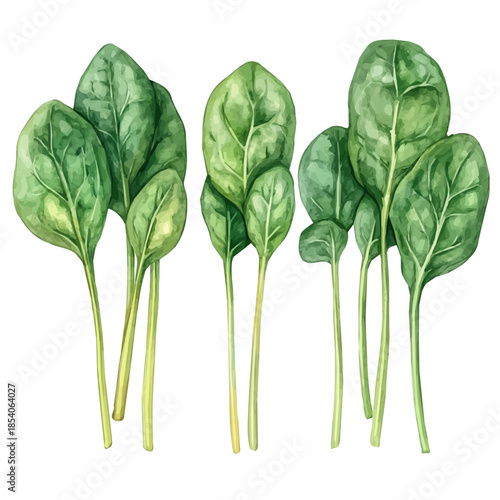 A Watercolor design, with minimal yet artistic elements for creative designs. hand-drawn paint, A beautiful painting of spinach set, EPS format, isolated on a white background