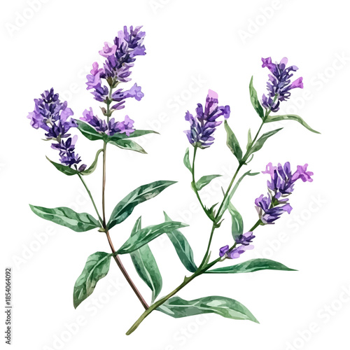 A Watercolor design, with minimal yet artistic elements for creative designs. hand-drawn paint, A beautiful painting of vervain herb set, EPS format, isolated on a white background