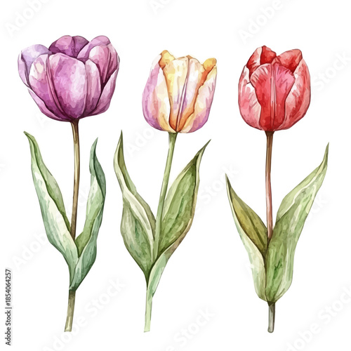 A Watercolor design, with minimal yet artistic elements for creative designs. hand-drawn paint, A beautiful painting of tulip flower set, EPS format, isolated on a white background