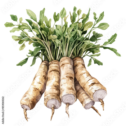 A Watercolor design, with minimal yet artistic elements for creative designs. hand-drawn paint, A beautiful painting of sweet flag root set, EPS format, isolated on a white background