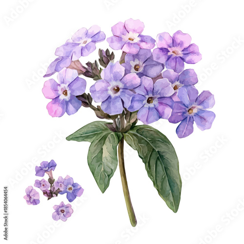 A Watercolor design, with minimal yet artistic elements for creative designs. hand-drawn paint, A beautiful painting of verbena_flower set, EPS format, isolated on a white background