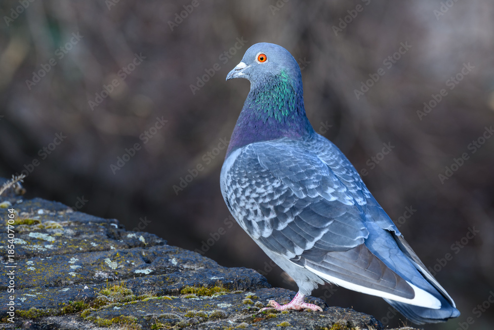 Obraz premium Pigeon Perched on Mossy Ledge