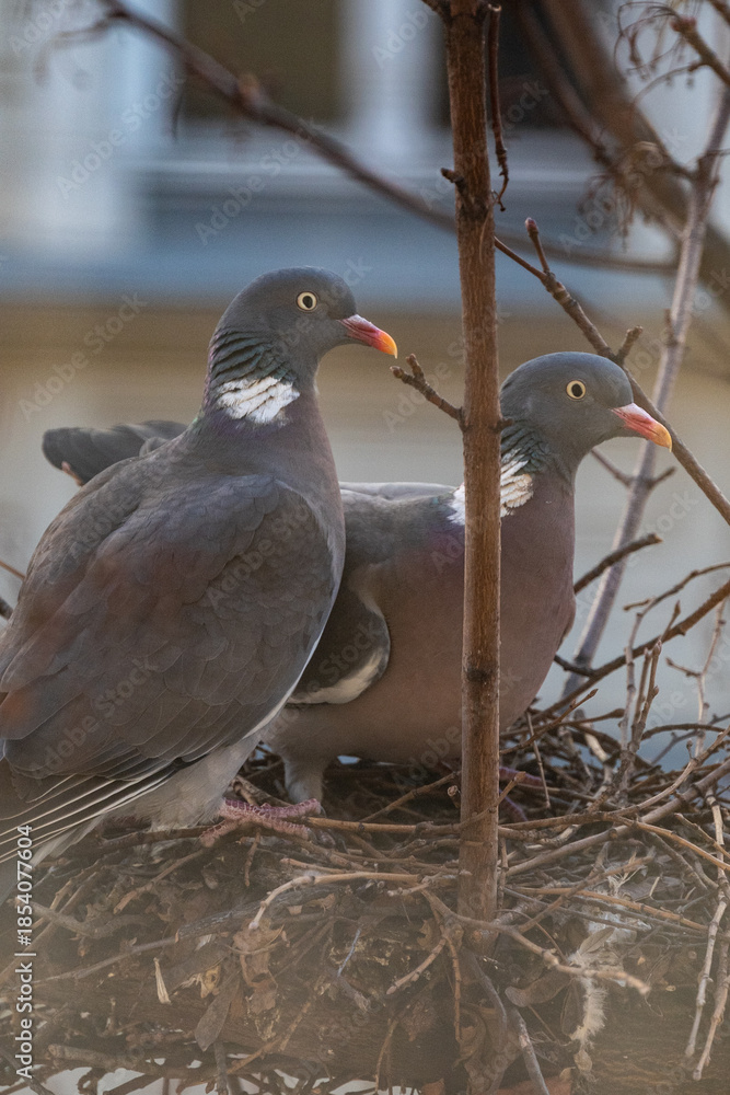 Fototapeta premium Pigeons nesting in a tree