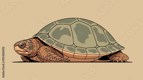 Illustration of a realistic tortoise walking on a light background.