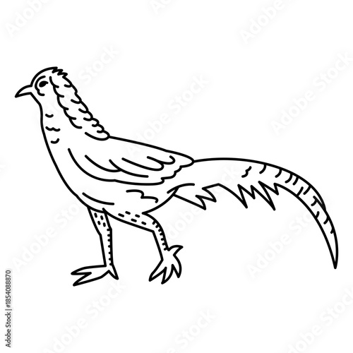 Bird pheasant stroke