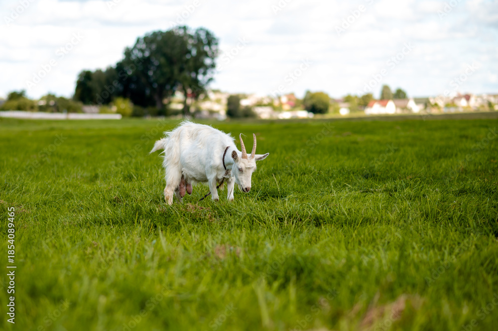 Obraz premium Mother goat grazing on a green meadow in summer countryside landscape with natural rural farming scene