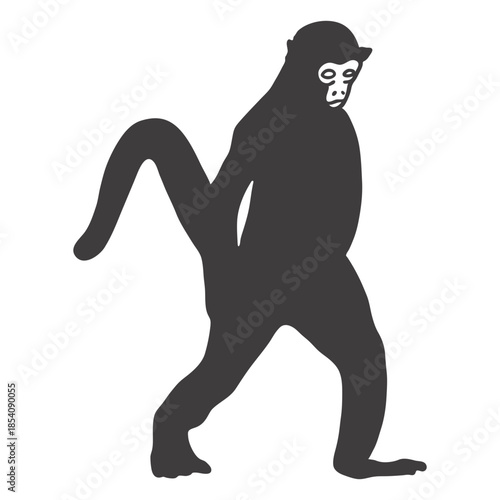 Monkey walking animal
