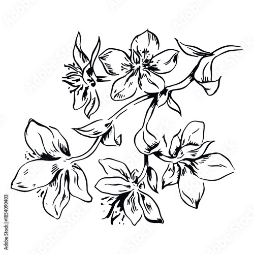 Foto Flowers branch black and white illustration flowers