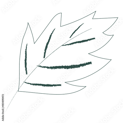 Leaf without color hand drawn leaf