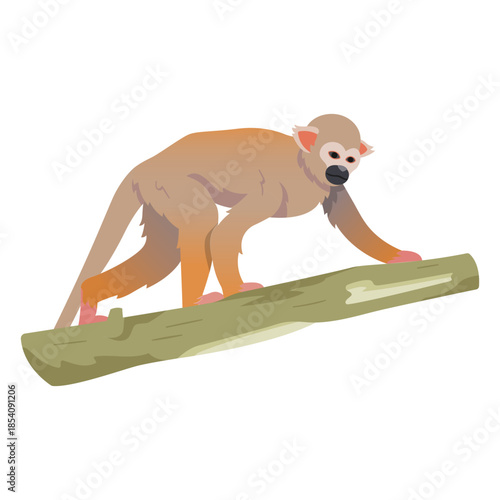 Common squirrel monkey illustration