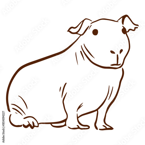 Skinny guinea pig doodle