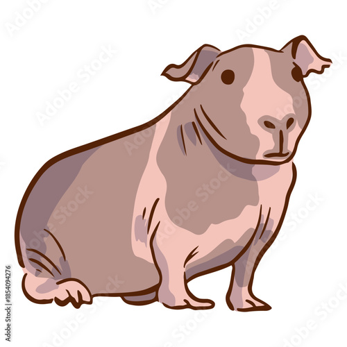 Skinny guinea pig illustration