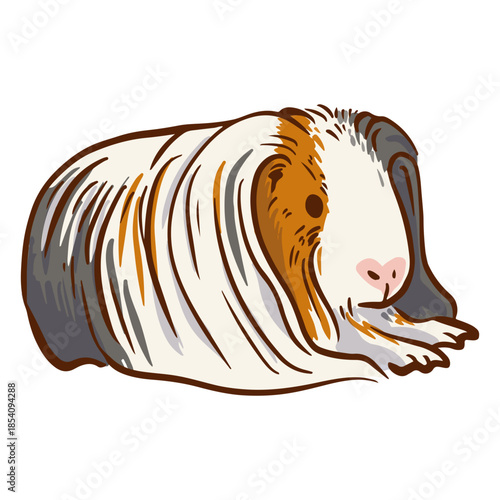 Guinea pig long hair illustration