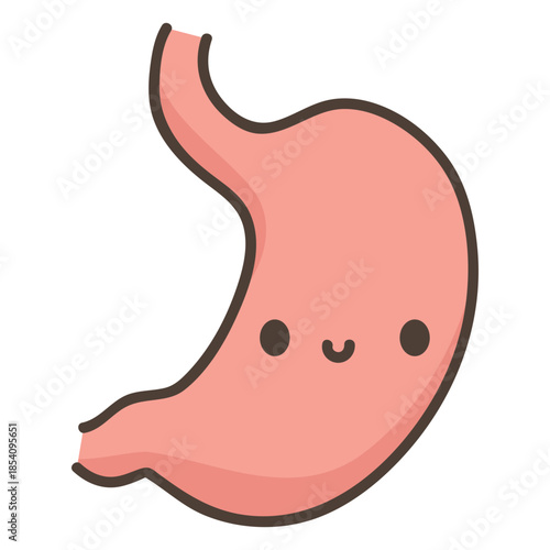 Human body stomach organ