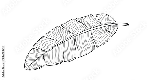 Detailed black and white engraving of a large banana leaf showing intricate vein patterns and a thick central stem.
