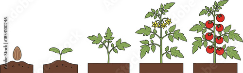 Tomato plant growth stages vector illustration from seed to flowering and ripe fruit harvest process
