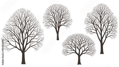 Four bare trees with intricate branch details on a plain white background in a minimalist composition.