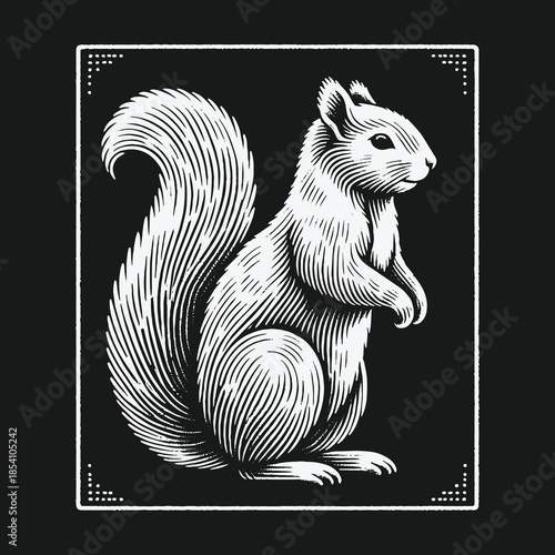 Vintage woodcut style squirrel illustration on a black background.