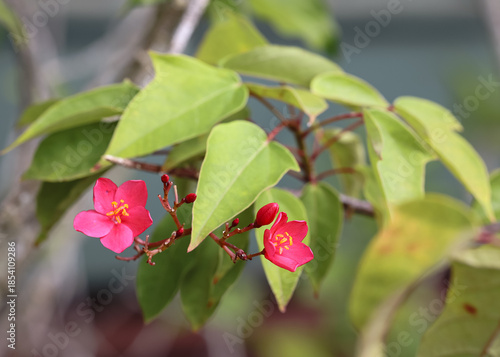   
delicate pink blossoms and red buds dancing on tropical kauai branch with lush green leaves and soft light