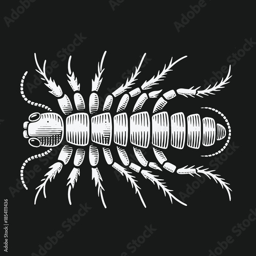Vintage woodcut style illustration of a centipede on a black background.
