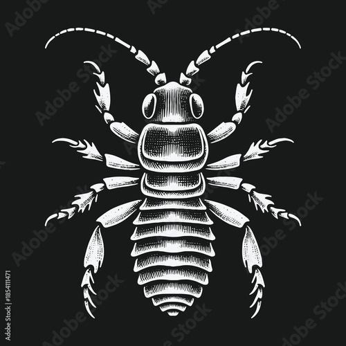 Vintage Engraving Style Insect Illustration on Black Background.