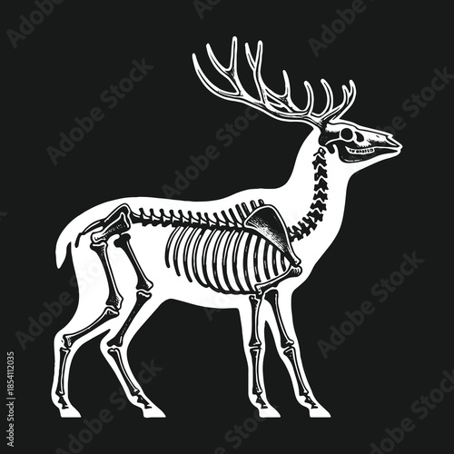 Anatomical illustration of a deer skeleton inside its body.