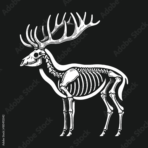 Anatomical vector illustration of a deer skeleton with large antlers.