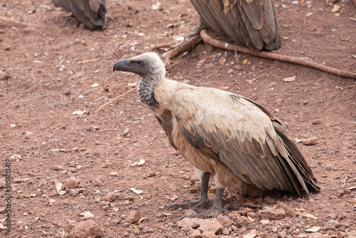  Wild vulture in Zimbabwe, Africa