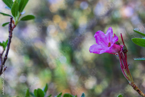 Closeup of hairy alpenrose flower (Rhododendron hirsutum)