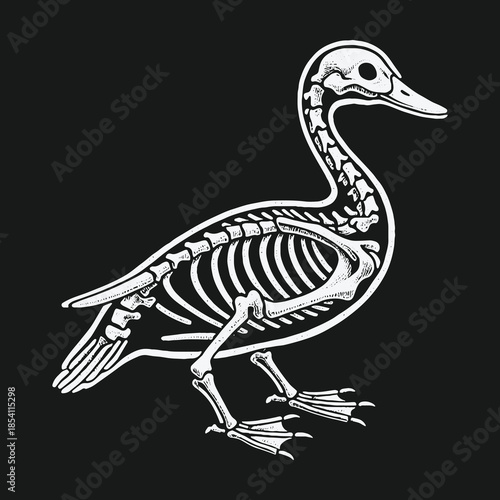 Anatomical vector illustration of a duck skeleton on a black background.
