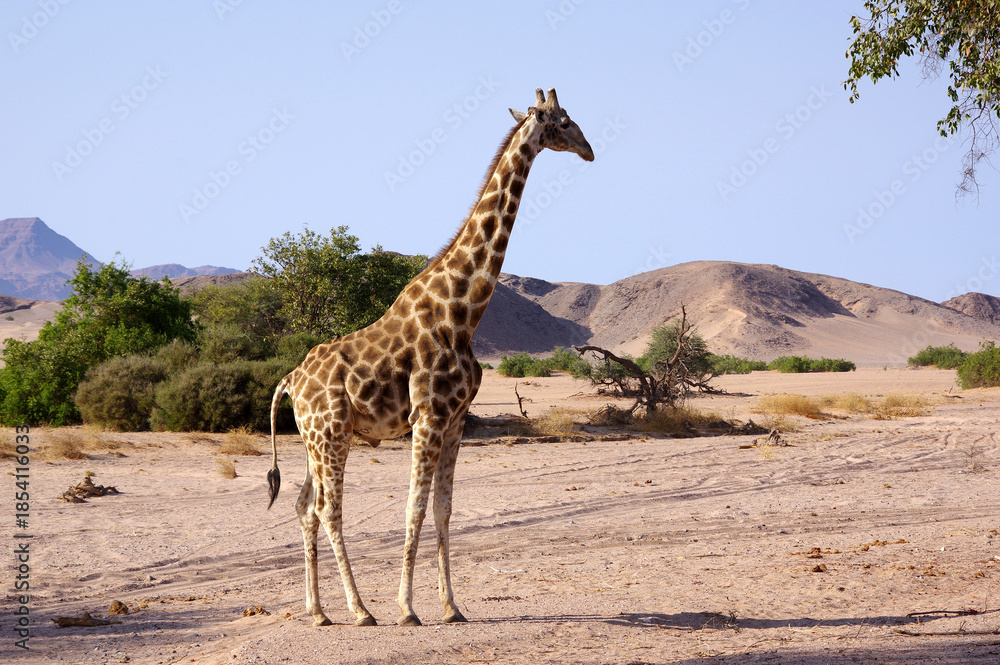 Obraz premium Girafe en Namibie 