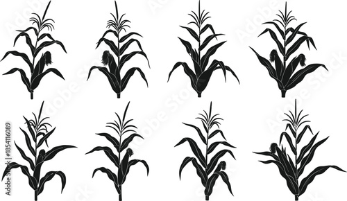 Black maize corn plant silhouettes, botanical agricultural vector set, isolated nature crop illustrations, farm vegetation graphic collection for design use