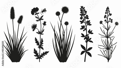 Silhouettes of Various Aquatic Plants.