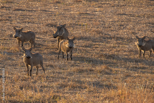 Wild warthog in Zimbabwe, Africa