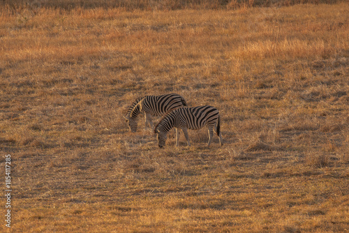 Wild Zebra in Zimbabwe, Africa