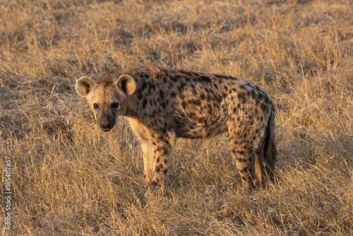 Close up of a wild spotted hyena in the Zambezi National Park, Zimbabwe, Africa
