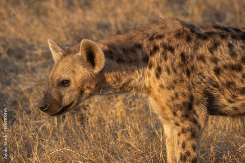Close up of a wild spotted hyena in the Zambezi National Park, Zimbabwe, Africa