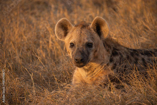 Close up of a wild spotted hyena in the Zambezi National Park, Zimbabwe, Africa
