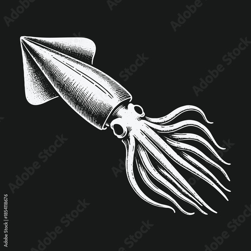 Vintage squid illustration in a classic engraving style on a black background.