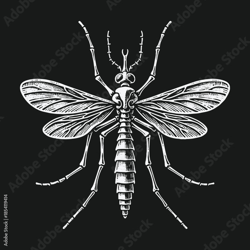 Detailed vintage engraving style mosquito illustration on black background.