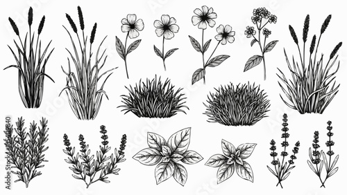 Collection of Various Black and White Plants.