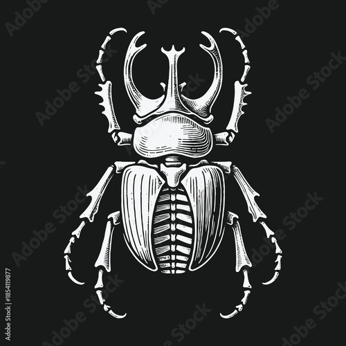 Vintage engraving style illustration of a rhinoceros beetle skeleton.