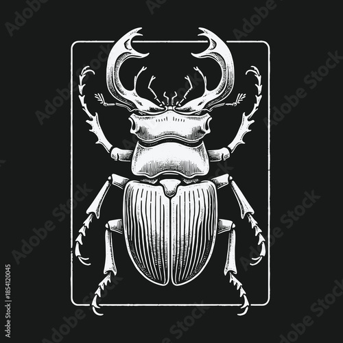 Detailed Stag Beetle Hand Drawn Engraving Illustration.