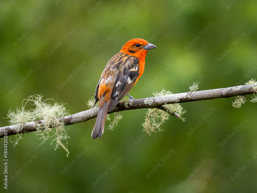Fototapeta premium Bluttangare (Piranga bidentata)